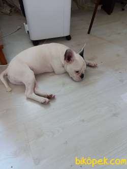 4.5 Aylık Frech Bulldog 1