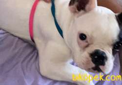 4.5 Aylık Frech Bulldog 2
