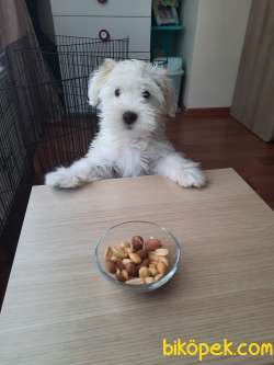 4,5 Aylık Safkan Maltese Terrier Yavrumuz 2