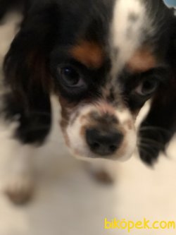 4.5 Aylık Three Colors King Charles 1
