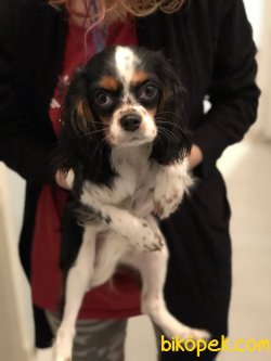 4.5 Aylık Three Colors King Charles 3