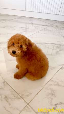 4,5 Aylık Toy Poddle 1