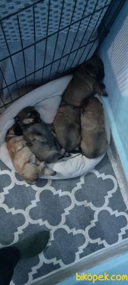 4,5 Haftalık Sevimli Chow Chow Yavrularımız Yeni Ailelerini Bekli 4