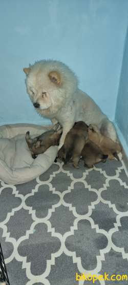 4,5 Haftalık Sevimli Chow Chow Yavrularımız Yeni Ailelerini Bekli 1