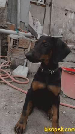 4 Aylık Aşılı Doberman 3