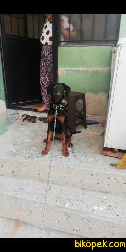 4 Aylık Aşılı Doberman 2