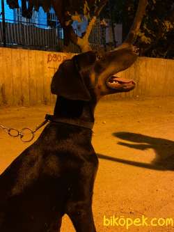4 Aylık Aşılı Doberman 1