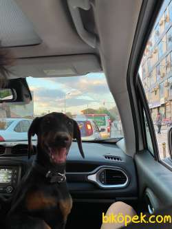4 Aylık Aşılı Doberman 4