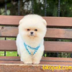 4 Aylık Ayıcık Yüzlü Orjinal Pomeranian Boo 2