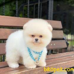 4 Aylık Ayıcık Yüzlü Orjinal Pomeranian Boo