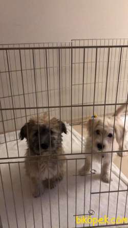 4 Aylık Baba Maltese Anne İskoç Terrier 3