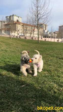 4 Aylık Baba Maltese Anne İskoç Terrier 5