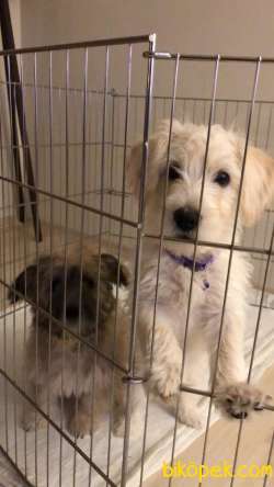 4 Aylık Baba Maltese Anne İskoç Terrier 2