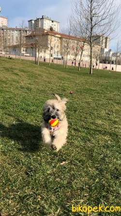 4 Aylık Baba Maltese Anne İskoç Terrier 4