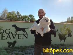 4 AYLIK BEYAZ PEKİNEZ YAVRU 4