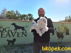 4 AYLIK BEYAZ PEKİNEZ YAVRU 5