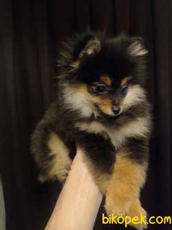 4 Aylık Blacktan Pomerian Dişi 3