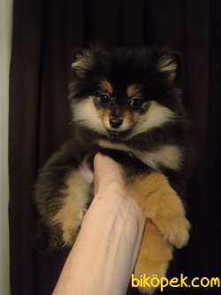 4 Aylık Blacktan Pomerian Dişi 1