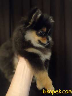 4 Aylık Blacktan Pomerian Dişi 2
