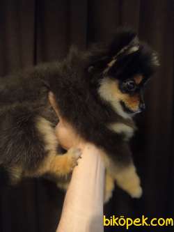 4 Aylık Blacktan Pomerian Dişi 4
