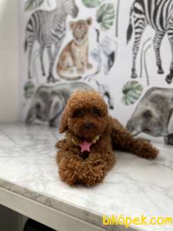 4 Aylık Dişi Red Brown Toy Poodle 2