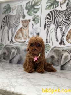 4 Aylık Dişi Red Brown Toy Poodle 3