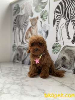 4 Aylık Dişi Red Brown Toy Poodle 5