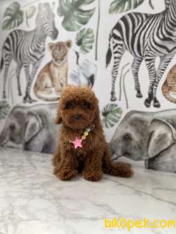 4 Aylık Dişi Red Brown Toy Poodle 4