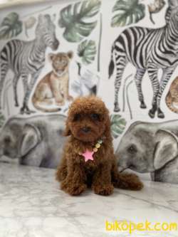 4 Aylık Dişi Red Brown Toy Poodle 1