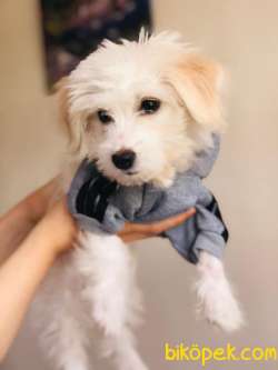 4 Aylık Dişi Terrier White 3
