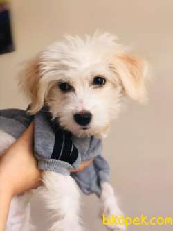4 Aylık Dişi Terrier White 2