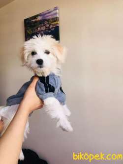 4 Aylık Dişi Terrier White 1