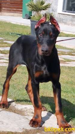 4 AYLIK EĞİTİMLİ DOBERMAN YAVRULARI 2