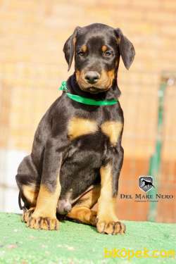 Secereli DOBERMAN YAVRULARI 2