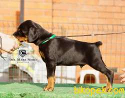 Secereli DOBERMAN YAVRULARI 3