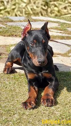 4 AYLIK EĞİTİMLİ DOBERMAN YAVRULARI 3