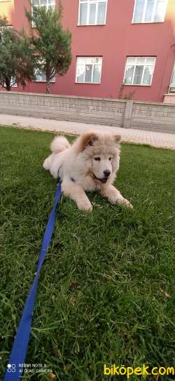 4 Aylik Erkek Beyaz Cinaslani 3