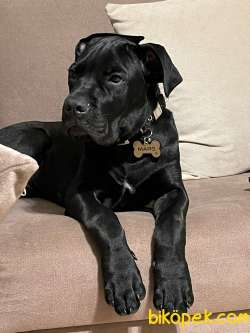 4 Aylık Erkek Cane Corso 2
