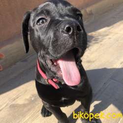 4 Aylık Erkek Cane Corso 5