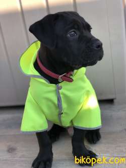 4 Aylık Erkek Cane Corso 1