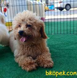 4 Aylık Erkek Red Toy Poodle 2