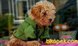 4 Aylık Erkek Red Toy Poodle 1