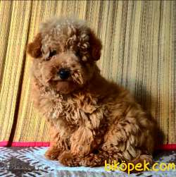 4 Aylık Erkek Red Toy Poodle 3