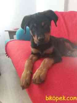 4 Aylık Erkek Rottweiler 1