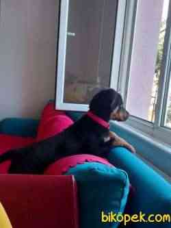 4 Aylık Erkek Rottweiler 2