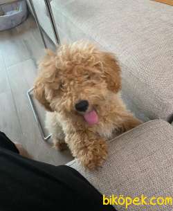 4 Aylık Erkek Toy Poodle Yavrumuz 4