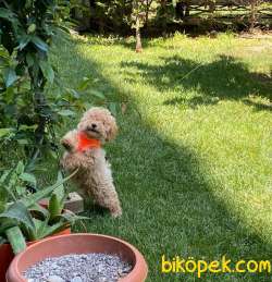 4 Aylık Erkek Toy Poodle Yavrumuz 1