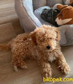 4 Aylık Erkek Toy Poodle Yavrumuz 2