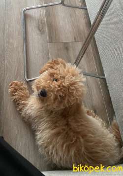 4 Aylık Erkek Toy Poodle Yavrumuz 3
