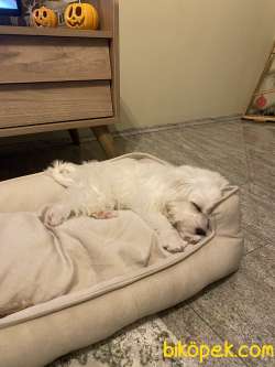 4 Aylık Erkek Yavru Maltese Terrier 3
